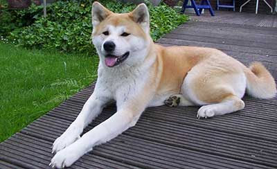 popular chinese dog breeds